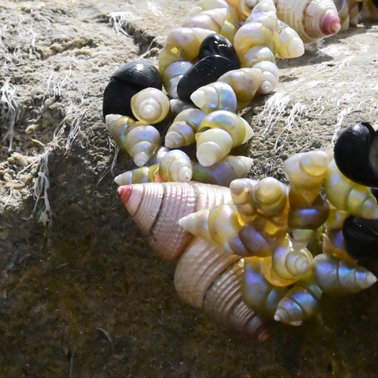 Maireener and Top Shell Necklace